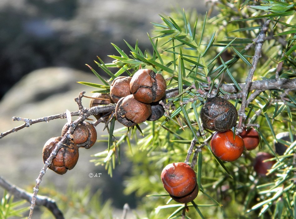 Изображение особи Juniperus oxycedrus.