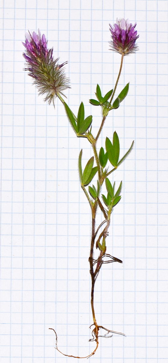 Image of Trifolium prophetarum specimen.