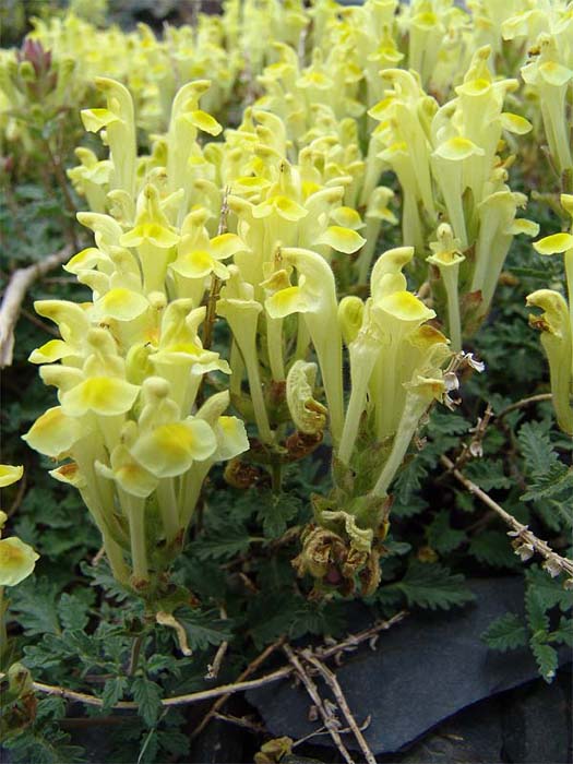 Image of Scutellaria oreophila specimen.