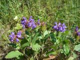 Prunella grandiflora. Цветущие растения. Ульяновская обл., Карсунский р-н, окр. с. Теньковка, гряда мергелисто-меловых склонов к р. Урень и её правому притоку к северу и востоку от села. 7 июля 2015 г.