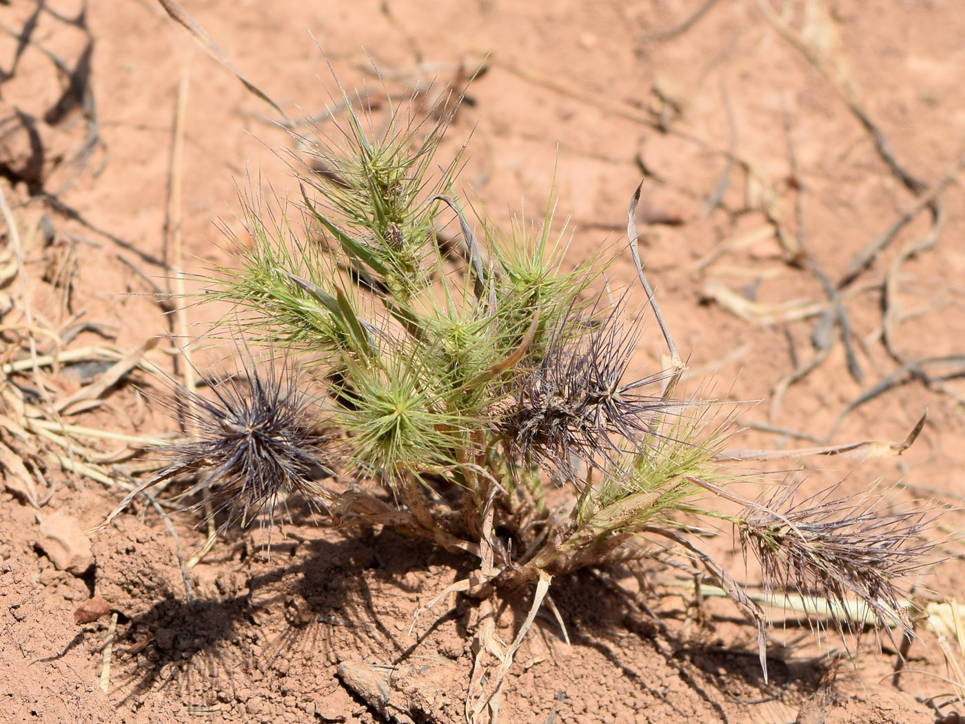 Изображение особи Heteranthelium piliferum.