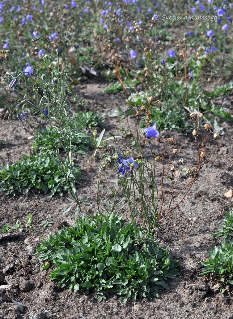 Image of Campanula rotundifolia specimen.