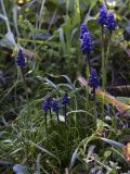 Muscari neglectum. Цветущие растения. Испания, автономное сообщество Каталония, провинция Жирона, комарка Баш Эмпорда, муниципалитет Калонже, естественная кустарниковая полоса между пашен. 24.02.2017.