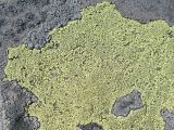 genus Rhizocarpon