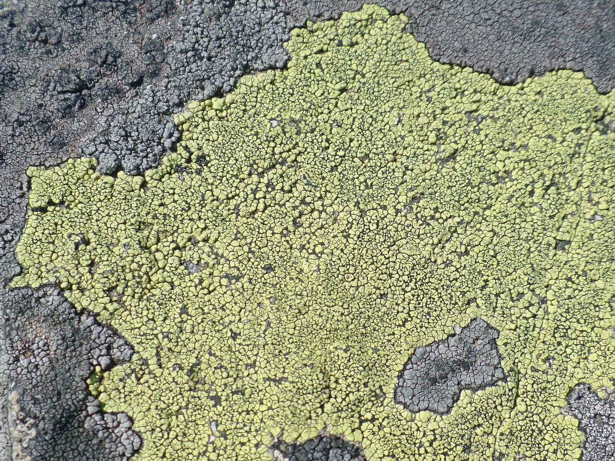 Изображение особи род Rhizocarpon.