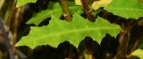 Acanthus ilicifolius. Лист. Таиланд, о-в Пхукет, ботанический сад, берег водоёма. 16.01.2017.