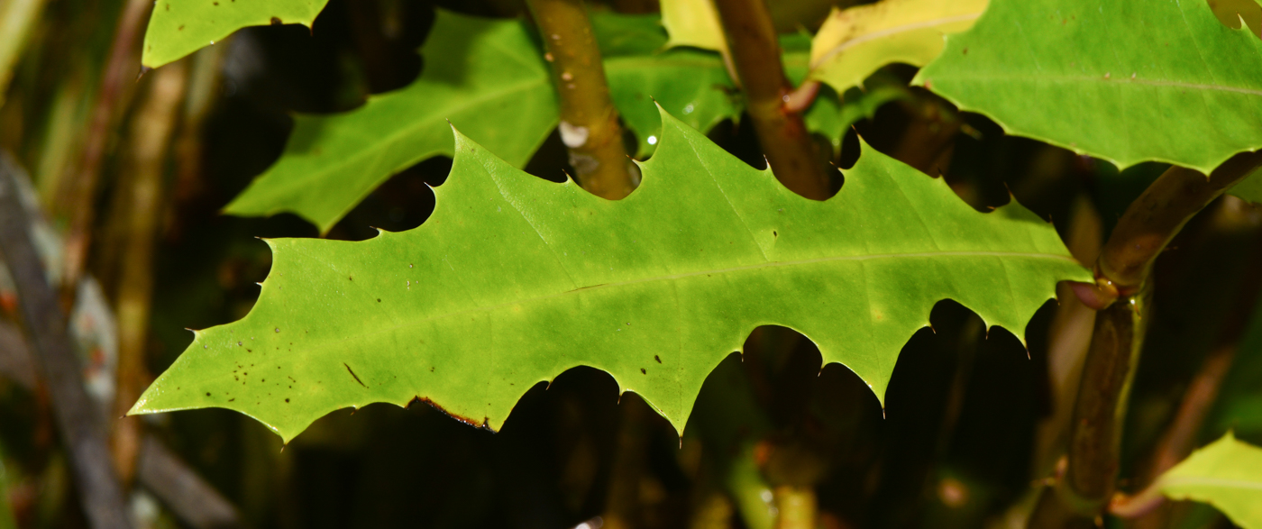 Image of Acanthus ilicifolius specimen.