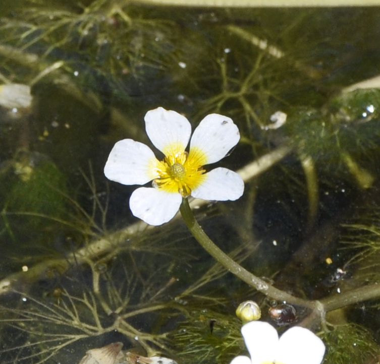 Image of Ranunculus trichophyllus specimen.