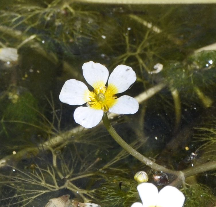 Изображение особи Ranunculus trichophyllus.