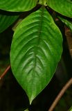 Mussaenda philippica