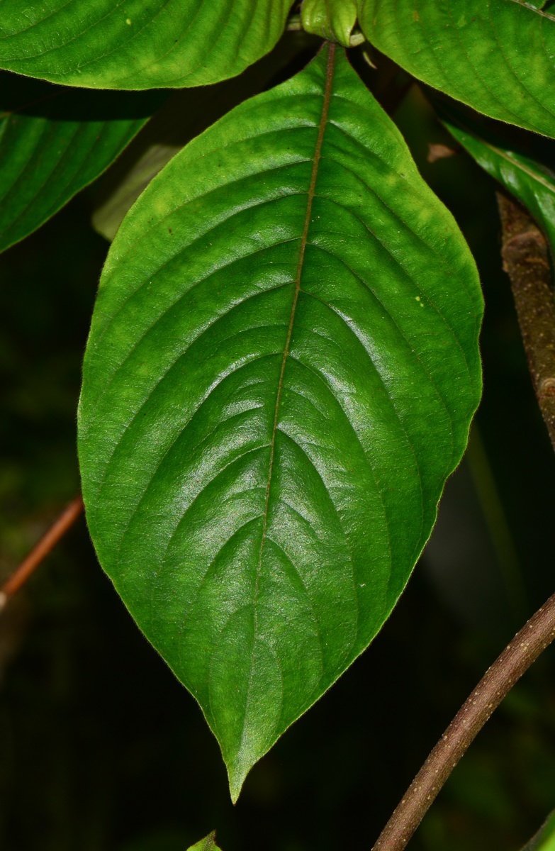 Изображение особи Mussaenda philippica.