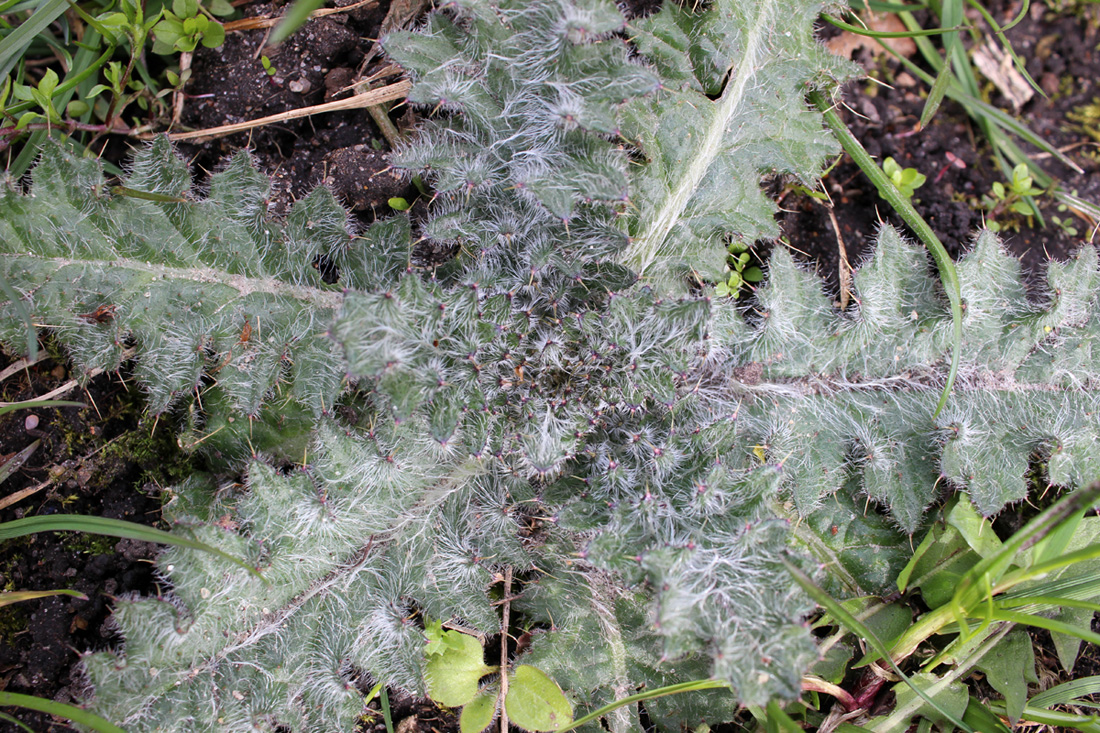 Image of Cirsium vulgare specimen.