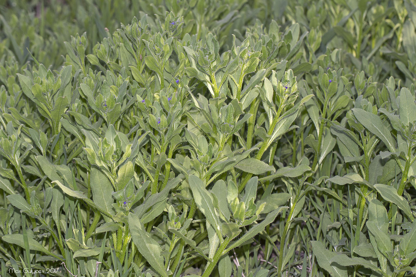 Изображение особи Asperugo procumbens.