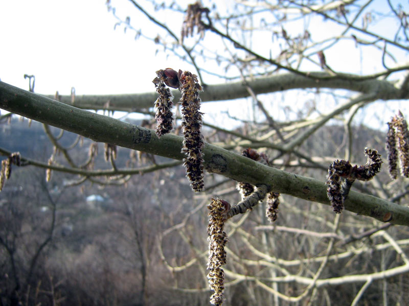 Image of Populus tremula specimen.
