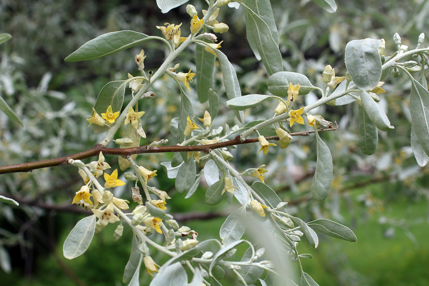 Изображение особи Elaeagnus orientalis.