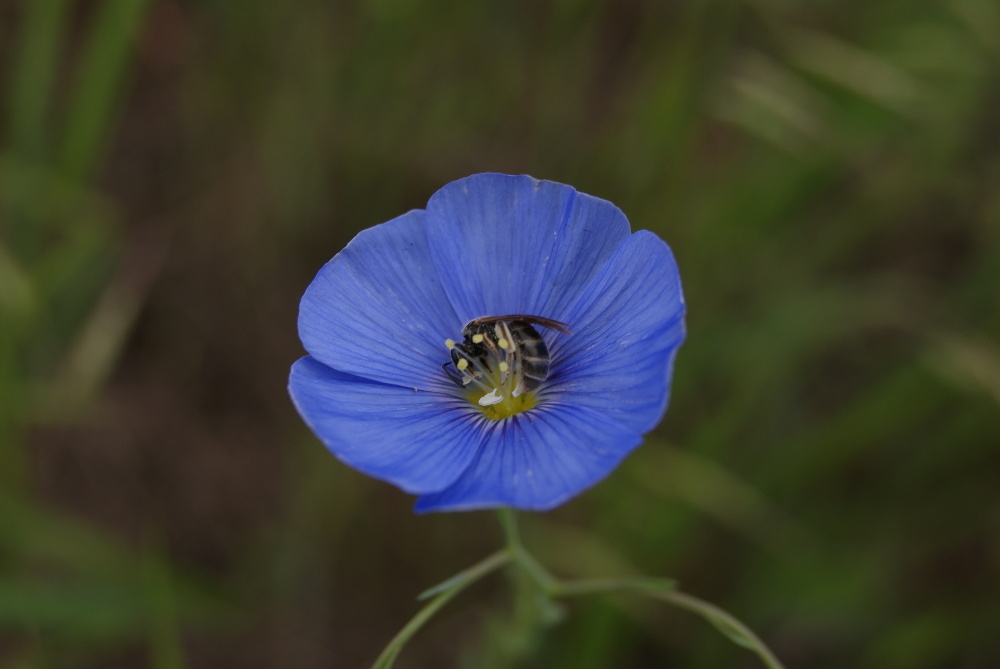 Изображение особи Linum austriacum.