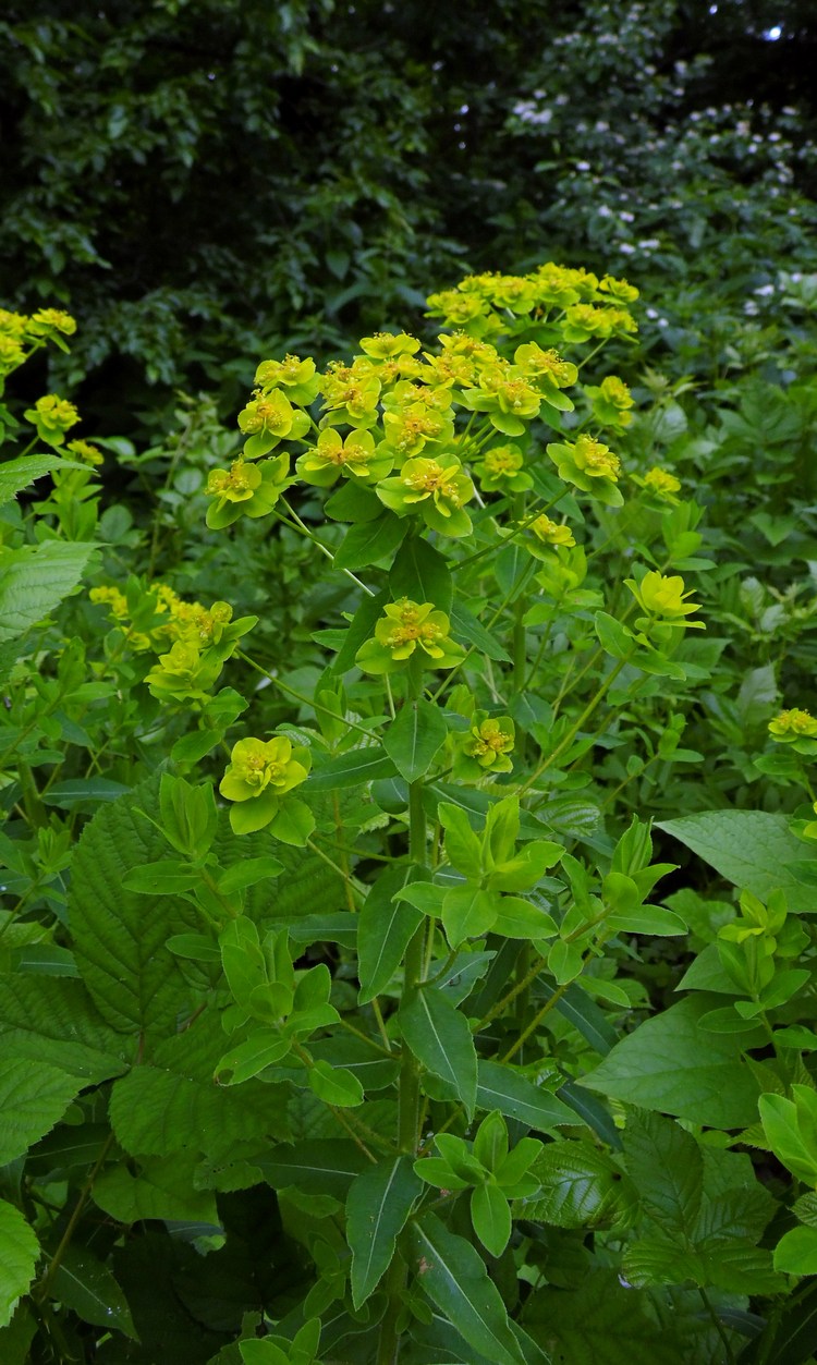 Изображение особи Euphorbia procera.