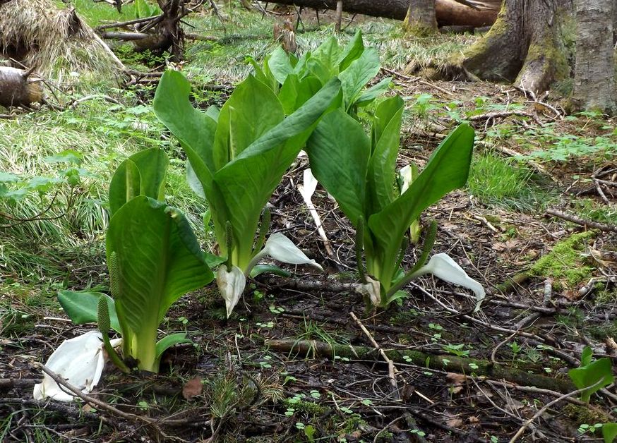 Image of Lysichiton camtschatcensis specimen.