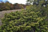 Juniperus deltoides. Вегетирующее растение в соседстве с Quercus petraea. Крым, окр. Судака, Перчем, ЮВ склон. 08.10.2013.