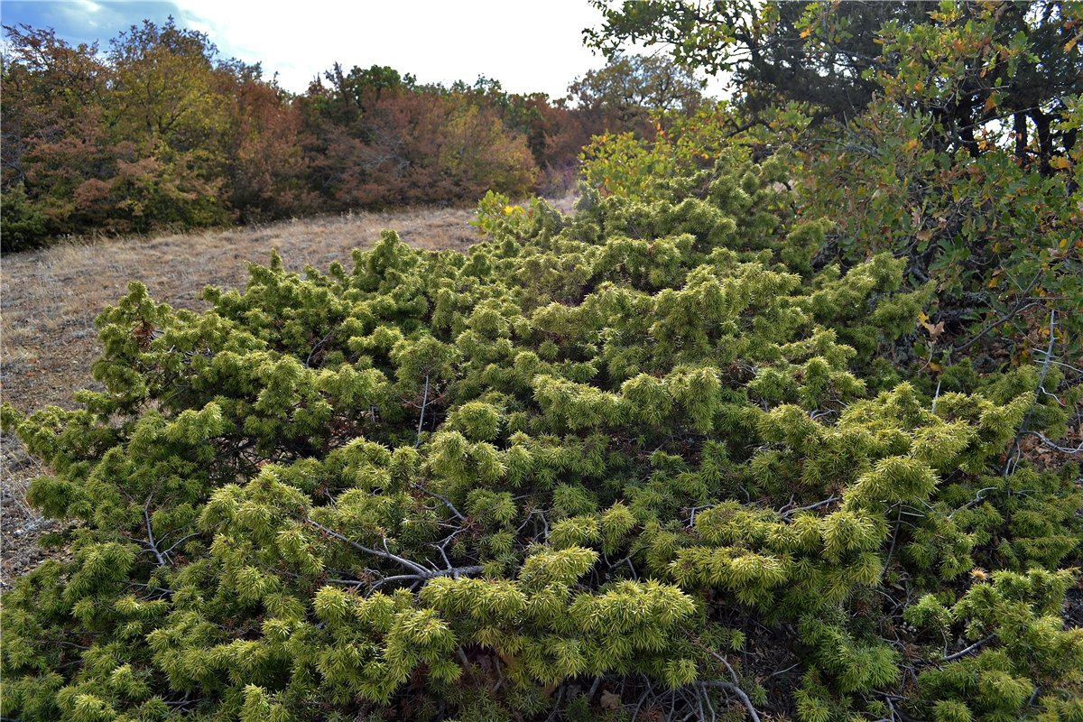 Изображение особи Juniperus deltoides.