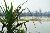 genus Pandanus