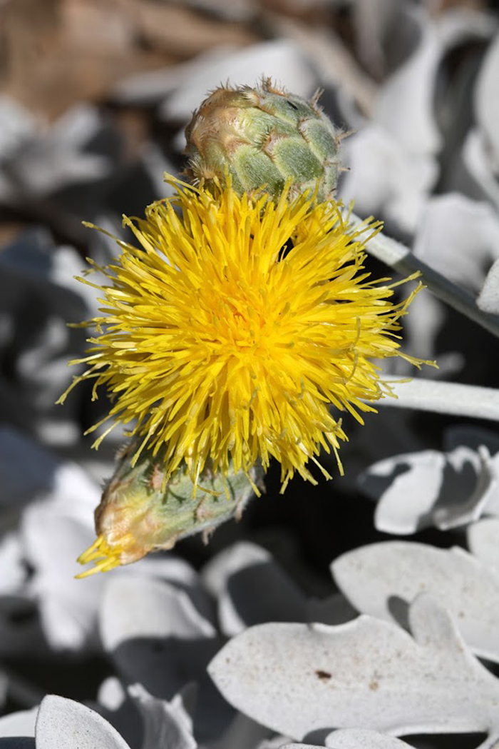 Изображение особи Centaurea cineraria.