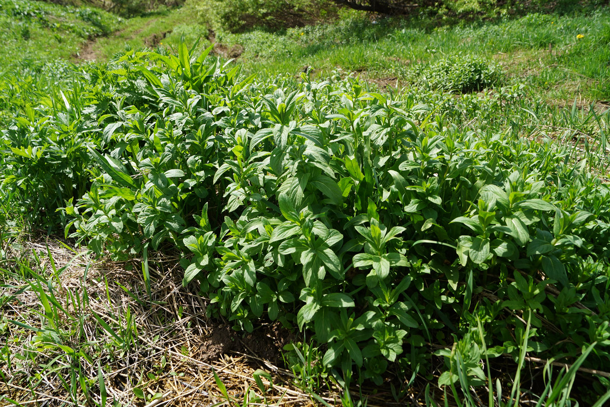 Image of Mentha asiatica specimen.