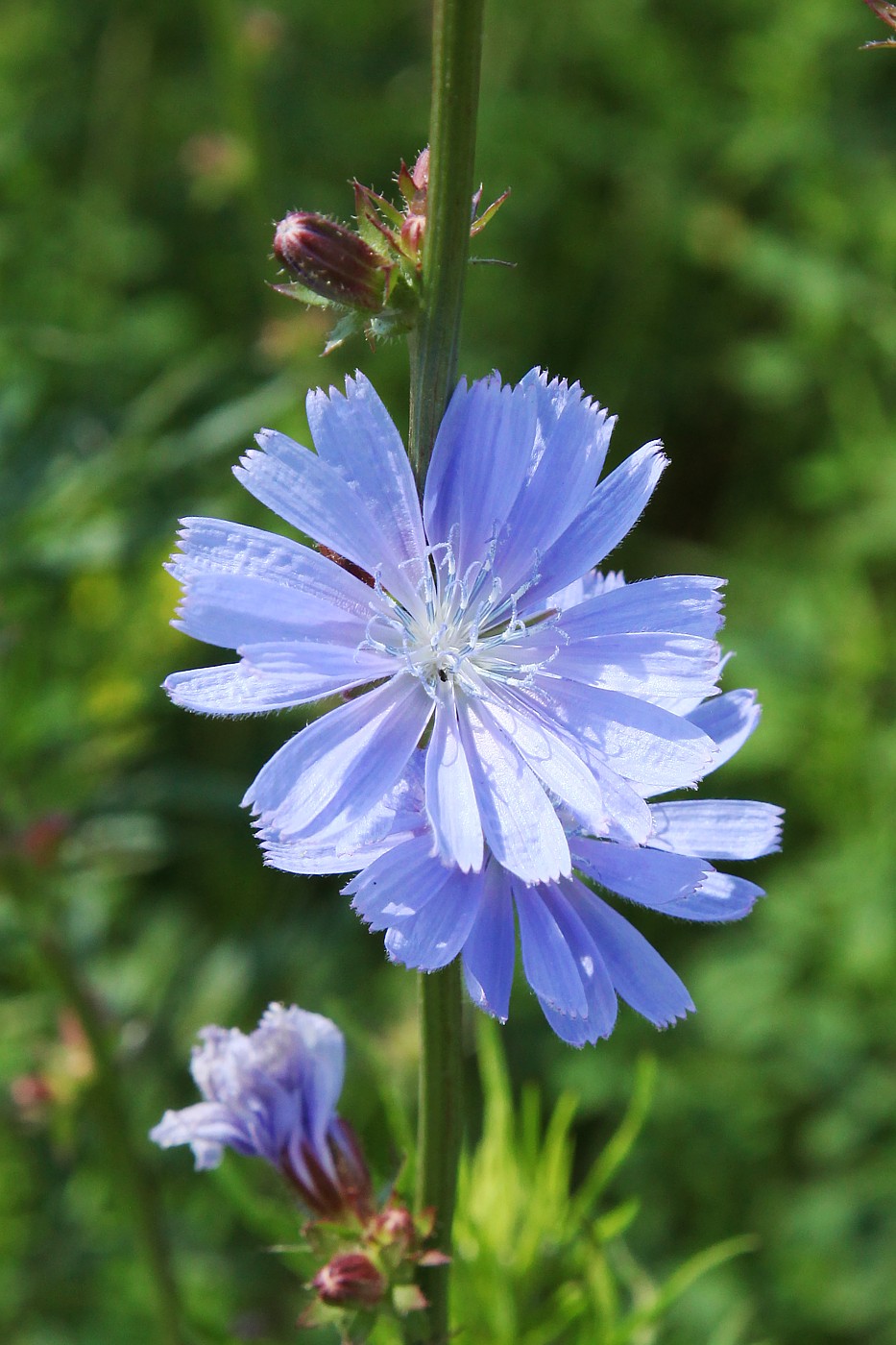 Image of Cichorium intybus specimen.