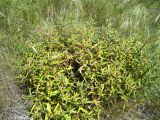 Phlomis pungens