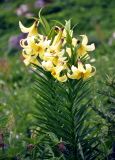 Lilium monadelphum