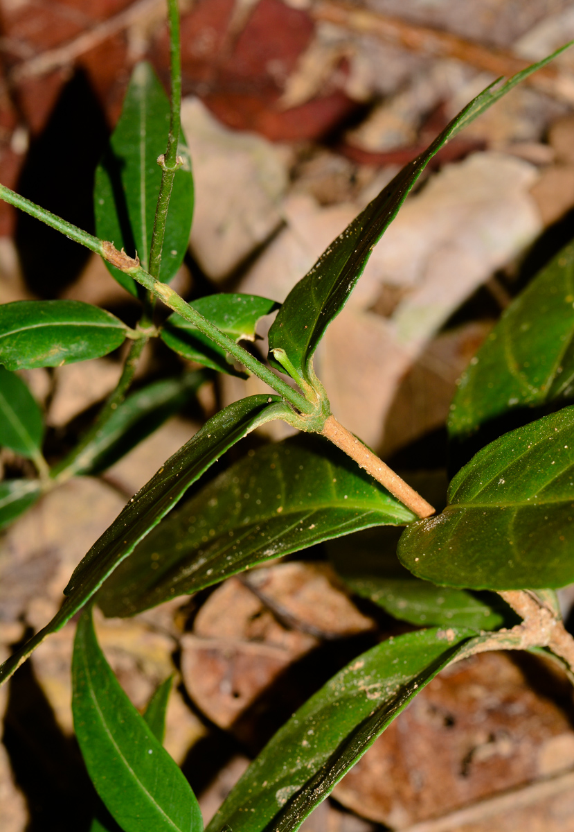 Image of Pseuderanthemum crenulatum specimen.