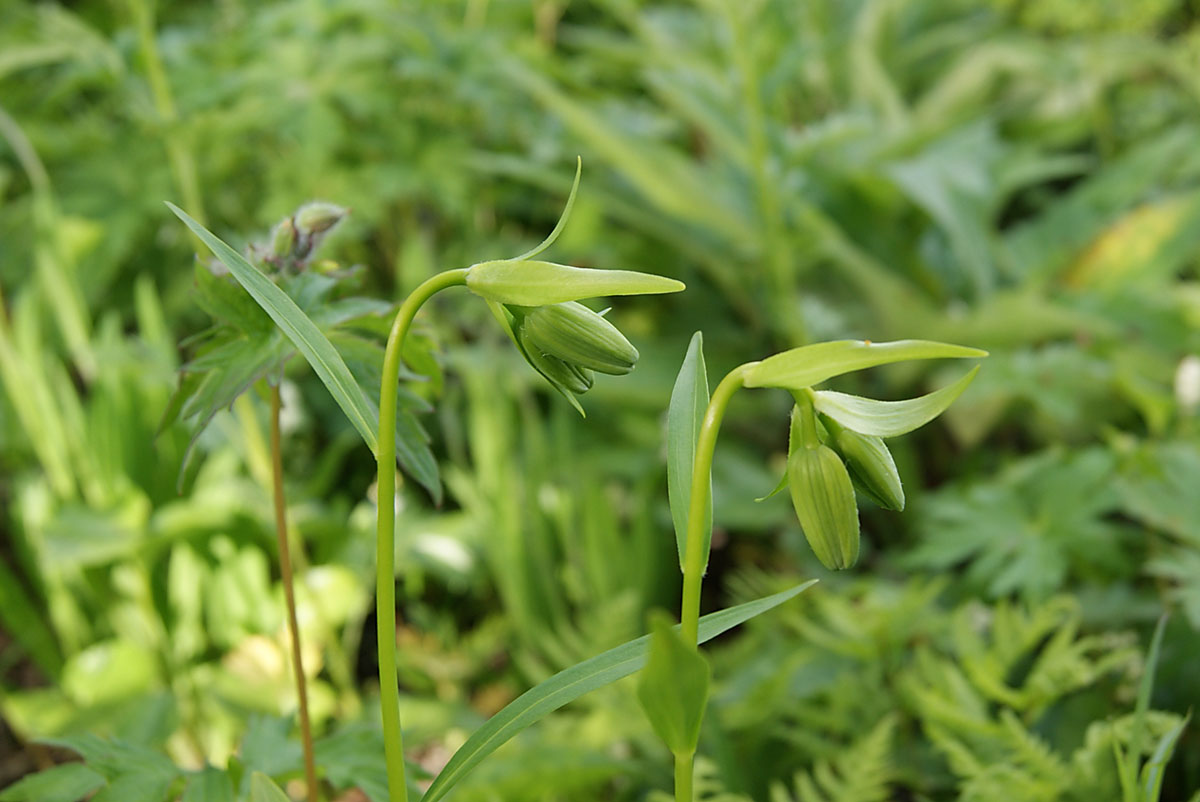 Изображение особи Lilium debile.