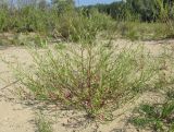 Corispermum hyssopifolium