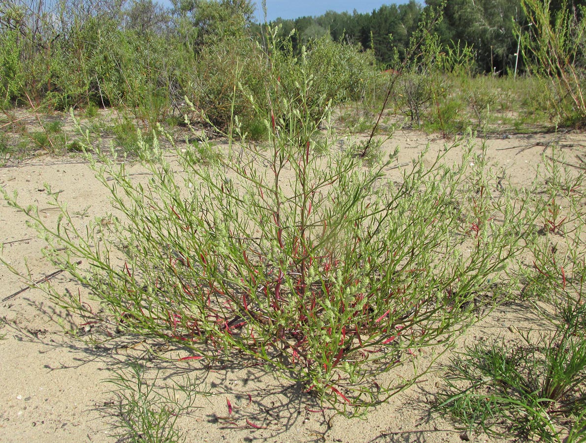 Image of Corispermum hyssopifolium specimen.