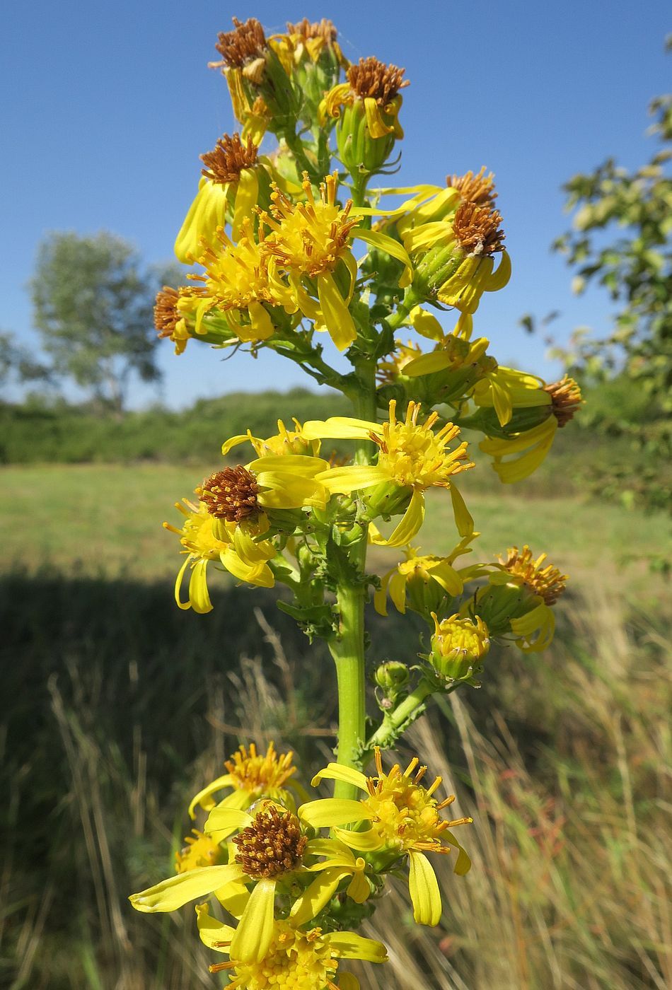 Изображение особи Senecio paucifolius.