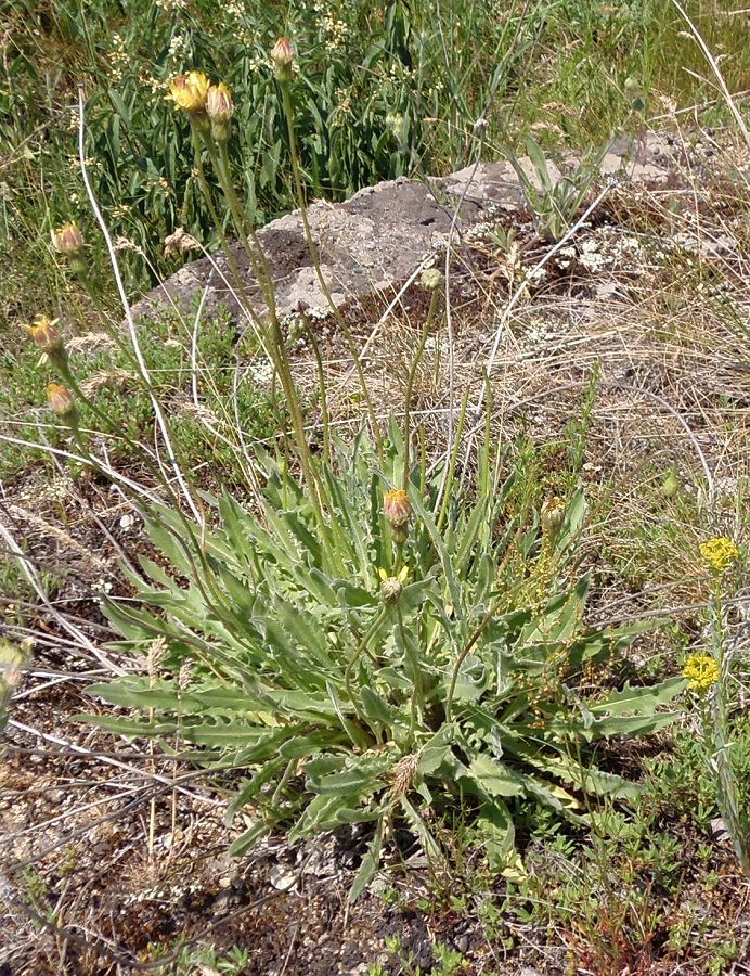 Image of Leontodon biscutellifolius specimen.