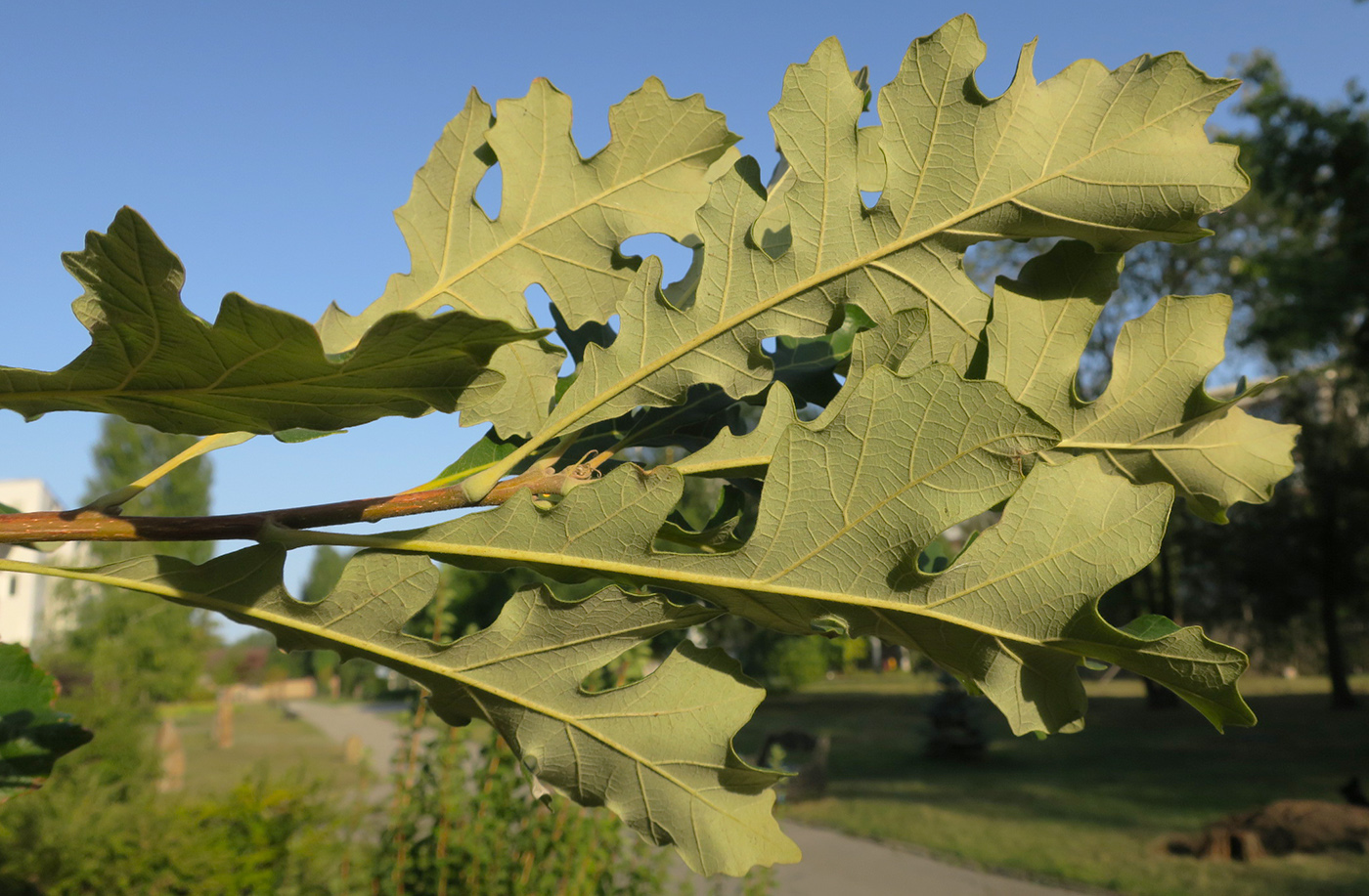 Изображение особи Quercus macrocarpa.