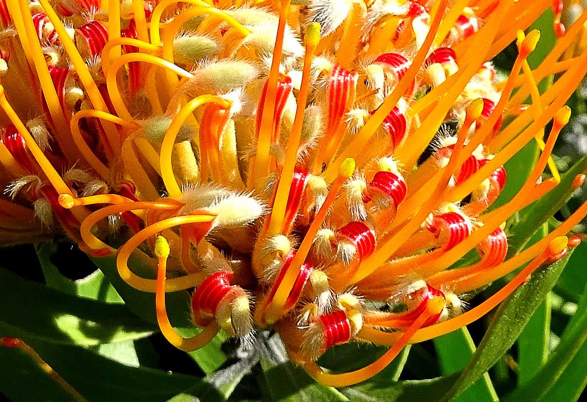 Image of Leucospermum cuneiforme specimen.