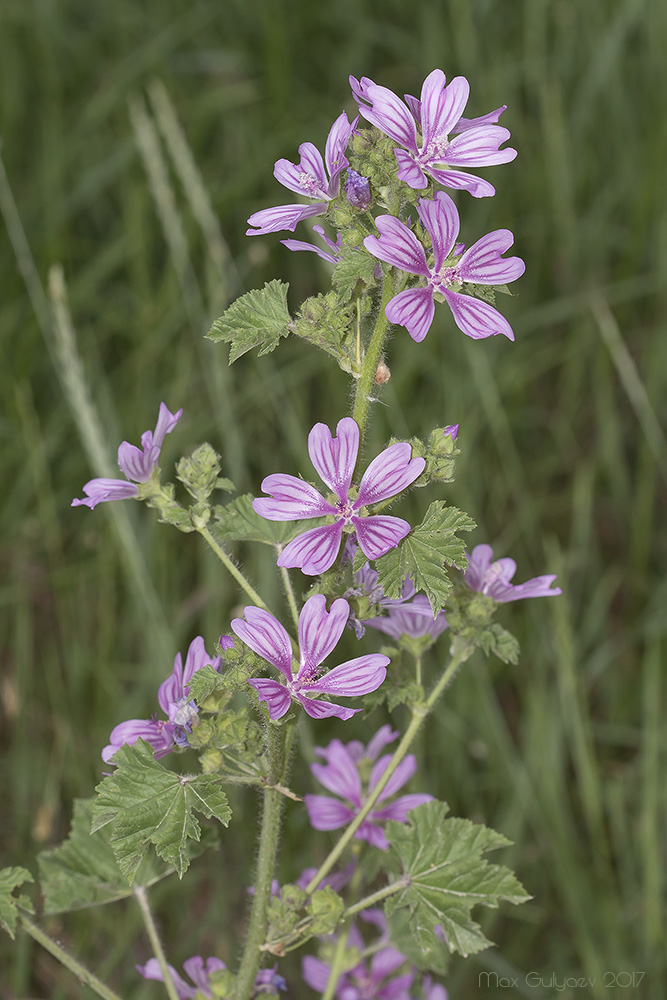 Image of Malva sylvestris specimen.