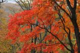 Acer pseudosieboldianum