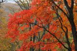 Acer pseudosieboldianum. Крона взрослого дерева в осенней окраске. Приморский край, окр. Владивостока, широколиственный лес. 14.10.2017.