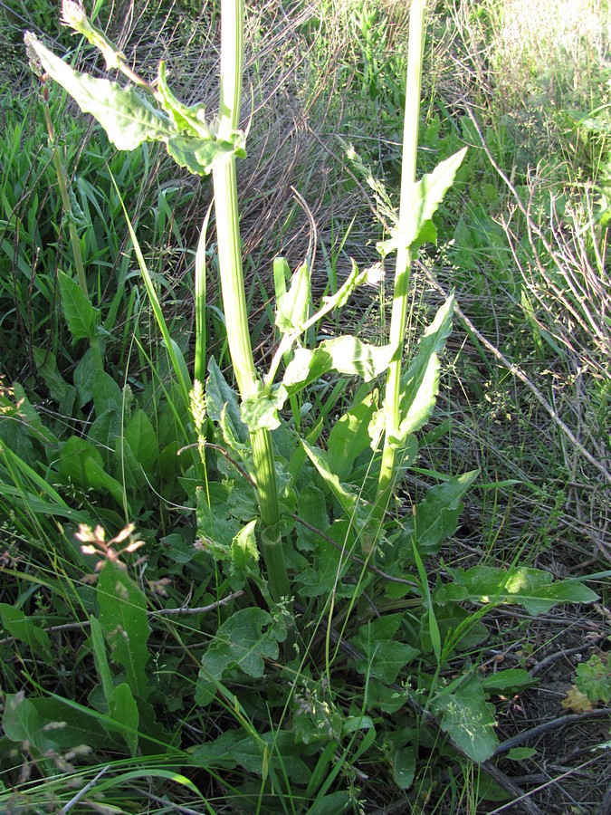Image of Rumex tuberosus specimen.