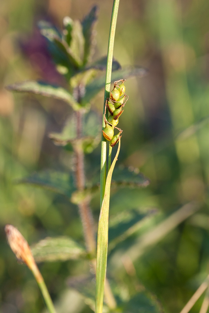 Изображение особи Carex vaginata ssp. quasivaginata.