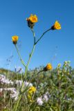 род Hieracium. Верхняя часть цветущего растения. Мурманская обл., Кольский р-н, побережье Подпахтинской губы, приморский луг. 01.08.2017.