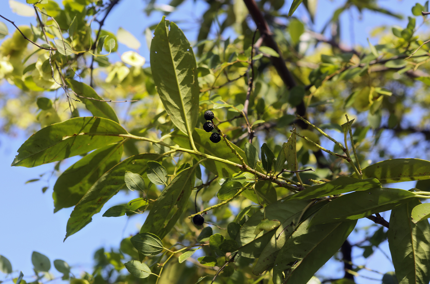 Изображение особи Lauro-cerasus officinalis.