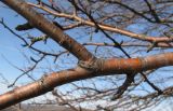 Pyrus caucasica. Часть ветви покоящегося дерева. Краснодарский край, м/о г. Геленджик, хр. Маркотх, гора Солдатский Бугор, ≈ 700 м н.у.м., одинокое дерево на остепнённом склоне. 02.12.2017.