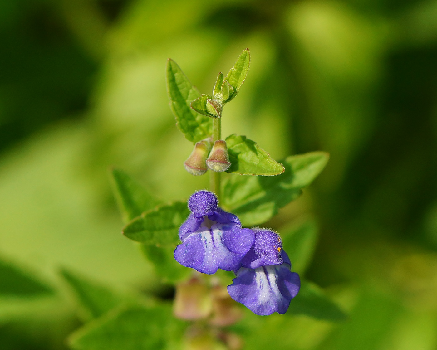 Image of Scutellaria galericulata specimen.