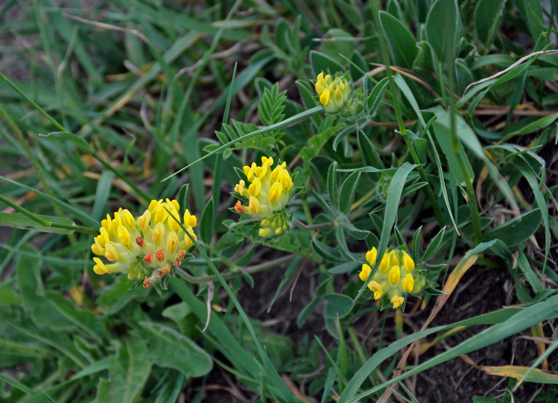 Изображение особи Anthyllis lachnophora.