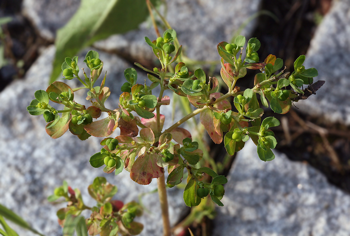 Image of Euphorbia helioscopia specimen.