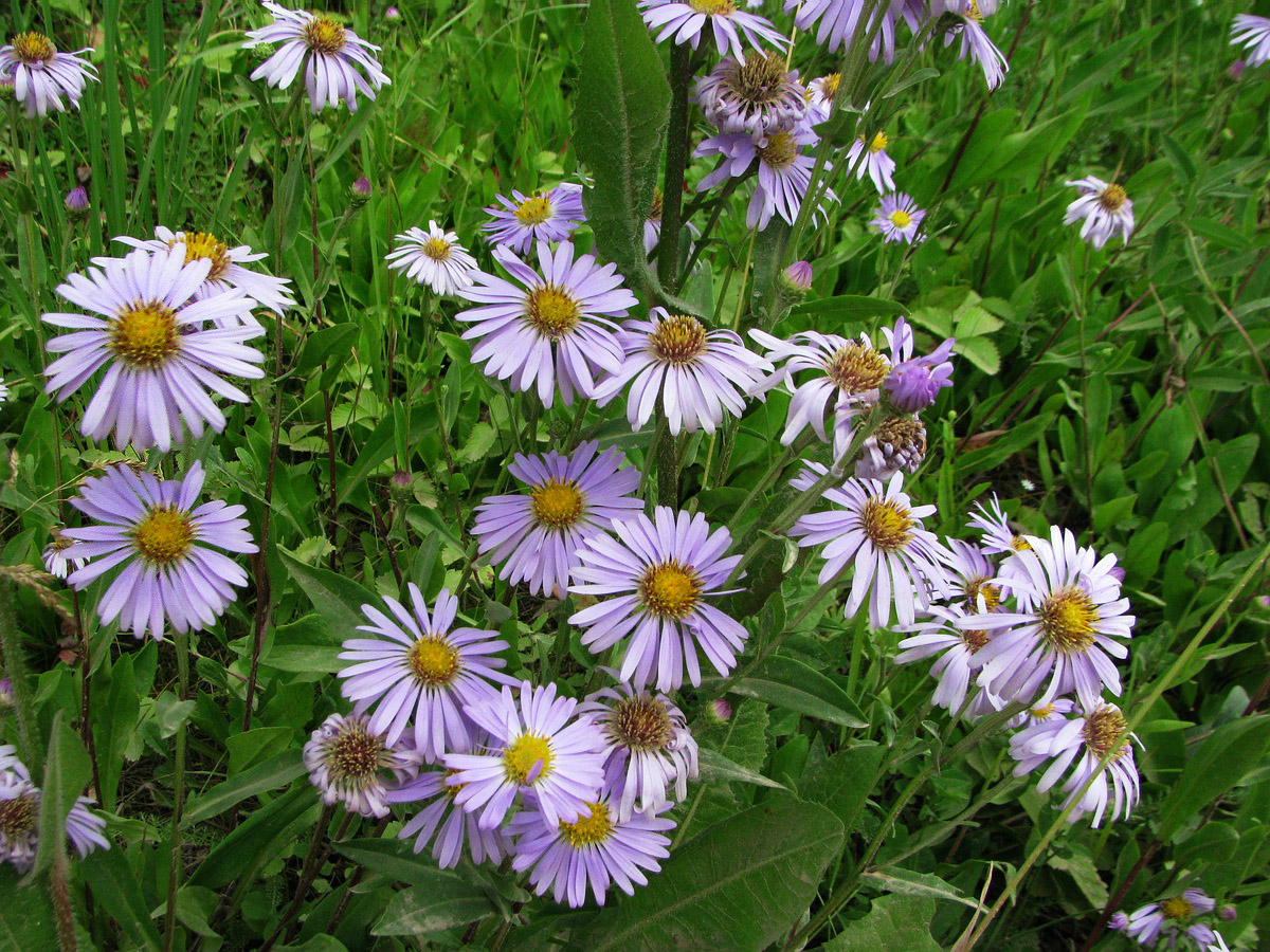 Image of Aster amellus specimen.